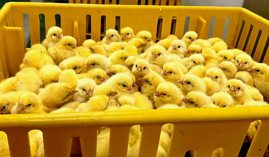 1-24121913115N44 gcgc08»Æ½ð³Ç,hjc26.cc»Æ½ð³Ç¼¯ÍÅ